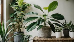 5 Reasons People Keep Plants In Their Homes