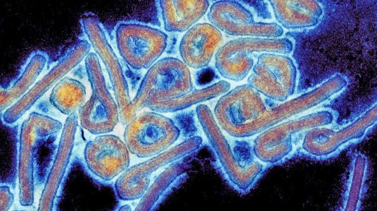 Marburg Virus: All You Need To Know About The Disease