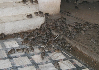 Lassa Fever: Why Benue State Residents Must Stop Eating Rats