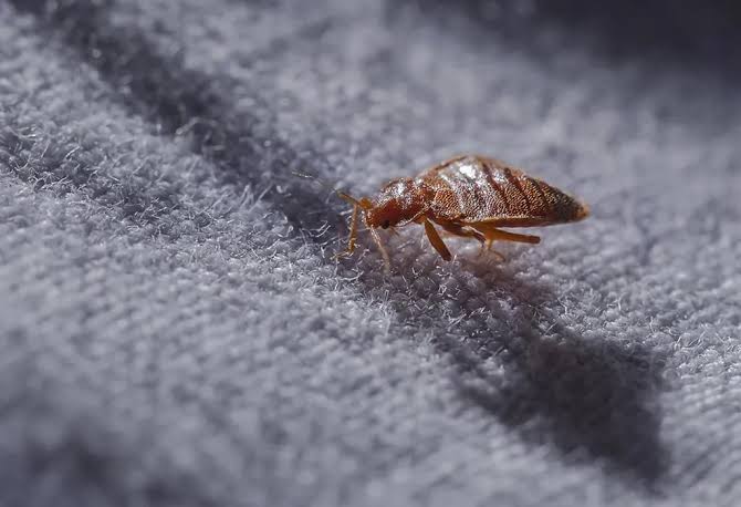 4 Things Nobody Told You About Bed Bugs