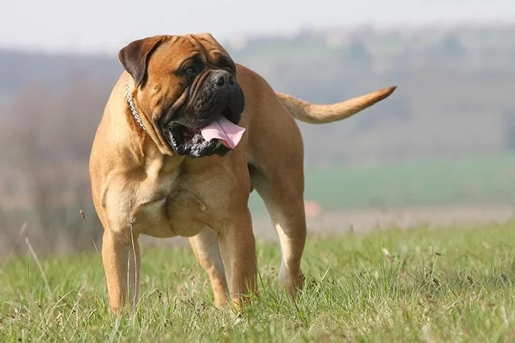 10 Dog Breeds Considered Too Dangerous For Homes