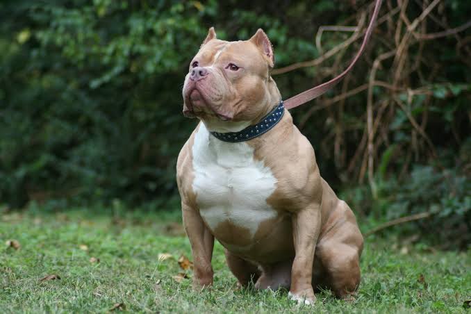 10 Dog Breeds Considered Too Dangerous For Homes