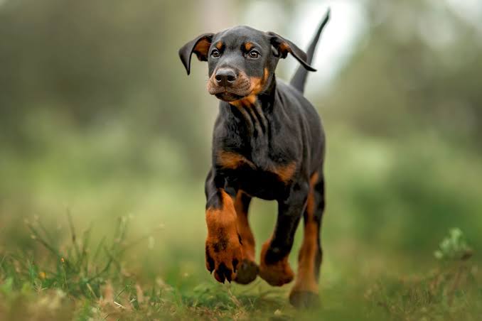 10 Dog Breeds Considered Too Dangerous For Homes