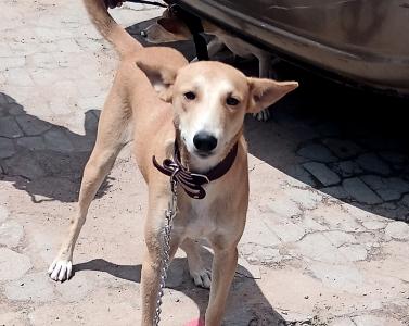 Why Many Lagosians Prefer Breeding Local Dogs