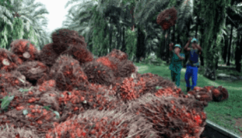 Okomu Oil Quintuples Profit As Cost Pressures Ease