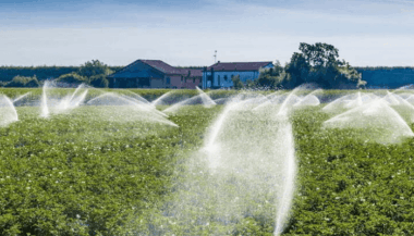 Yobe Date Palm Project Poised To Generate ₦300bn For FG