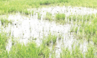 River Niger Overflow Devastates Rice Farms In Kebbi