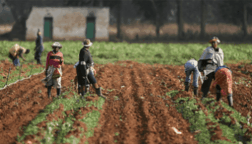 Agriculture Spurs Nigeria’s Economy As Business Optimism Strengthens