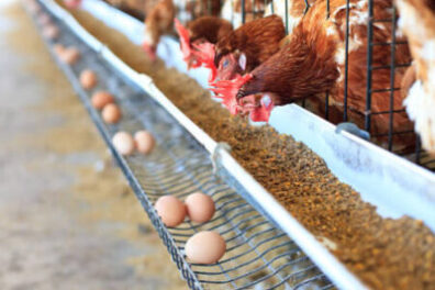 Poultry farmers in Lagos expect egg and chicken prices to drop before the festive season. The state government launched Ounje Eko Phase II