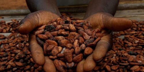 Cocoa prices rose in early December and climbed from $5,510 to above $6,200 per tonne. After6 months of losses, the market finally came fresh