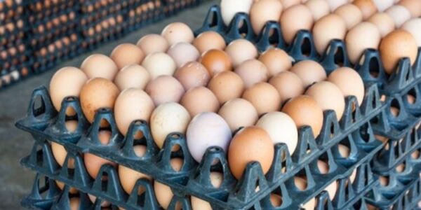 Nationwide Chick Shortage Drives Egg Prices Up To ₦8,500
